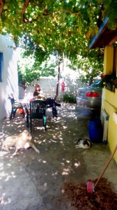 Grape vines growing over the courtyard