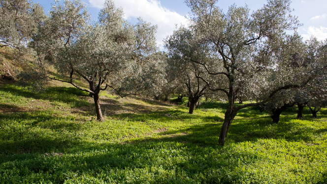 Olive trees